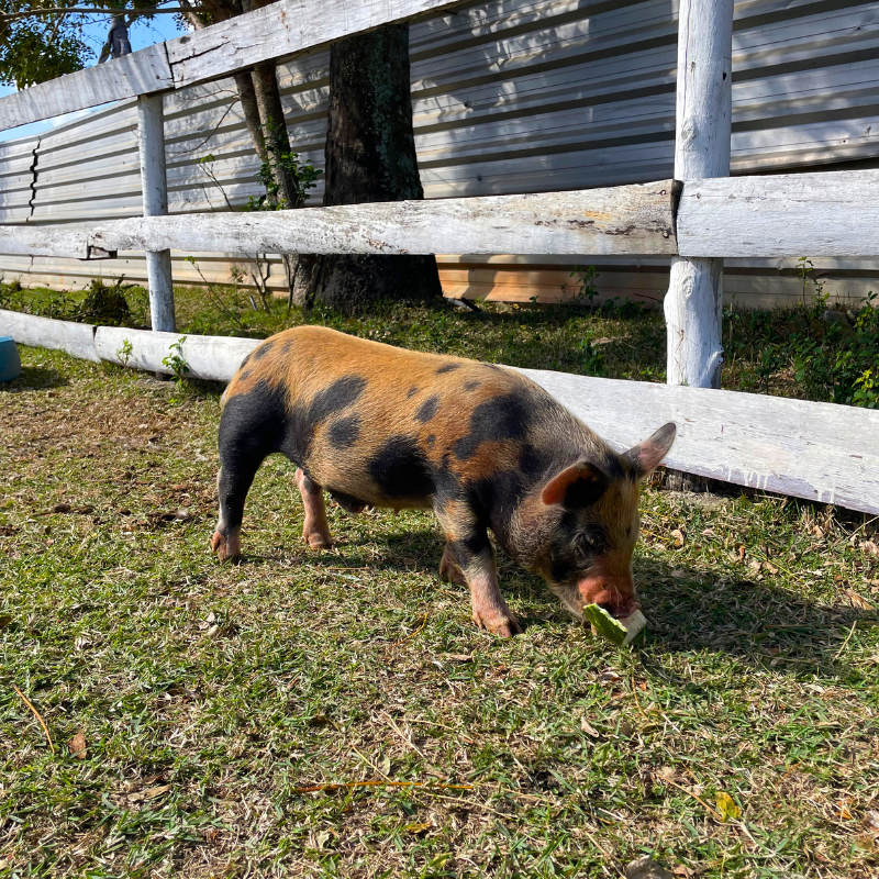 'Torresmin Restaraunte