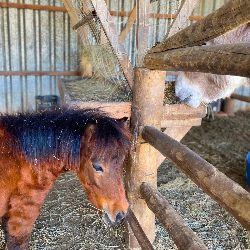 'Torresmin Restaraunte