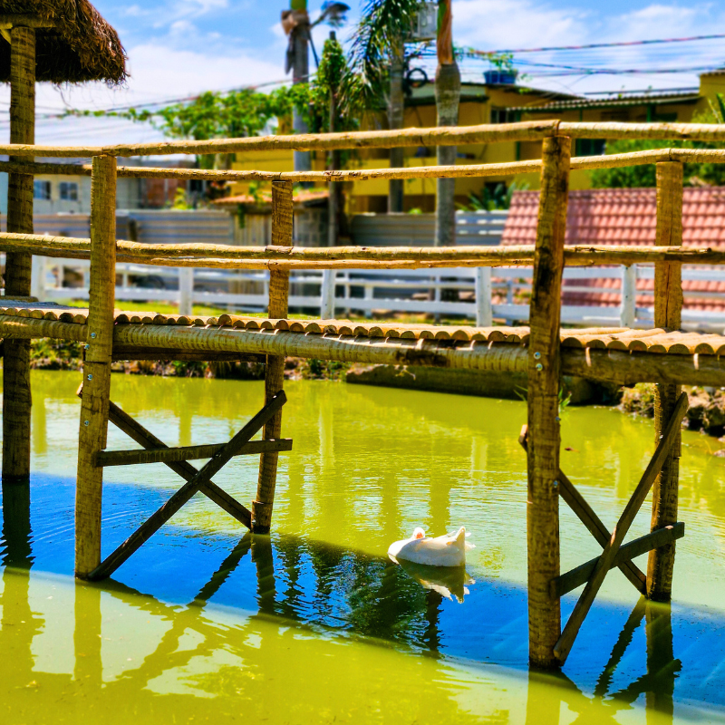 'Torresmin Restaraunte